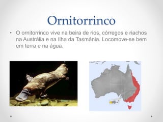 Ornitorrinco
• O ornitorrinco vive na beira de rios, córregos e riachos
na Austrália e na Ilha da Tasmânia. Locomove-se bem
em terra e na água.
 
