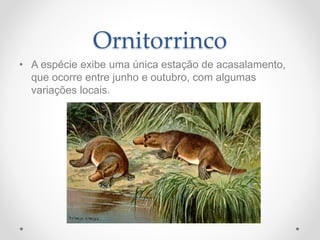 Ornitorrinco
• A espécie exibe uma única estação de acasalamento,
que ocorre entre junho e outubro, com algumas
variações locais.
 