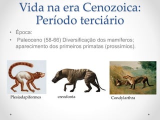 Vida na era Cenozoica:
Período terciário
• Época:
• Paleoceno (58-66) Diversificação dos mamíferos;
aparecimento dos primeiros primatas (prossímios).
Plesiadapiformes creodonta Condylarthra
 