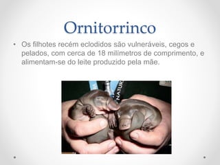 Ornitorrinco
• Os filhotes recém eclodidos são vulneráveis, cegos e
pelados, com cerca de 18 milímetros de comprimento, e
alimentam-se do leite produzido pela mãe.
 