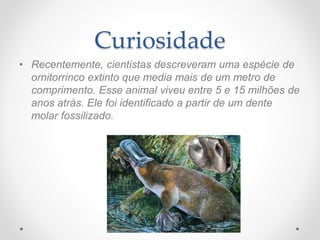 Curiosidade
• Recentemente, cientistas descreveram uma espécie de
ornitorrinco extinto que media mais de um metro de
comprimento. Esse animal viveu entre 5 e 15 milhões de
anos atrás. Ele foi identificado a partir de um dente
molar fossilizado.
 