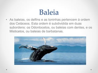 Baleia
• As baleias, os delfins e as toninhas pertencem à ordem
dos Cetáceos. Esta ordem é subdividida em duas
subordens: os Odontocetos, ou baleias com dentes, e os
Misticetos, ou baleias de barbatanas.
 