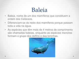 Baleia
• Baleia, nome de um dos mamíferos que constituem a
ordem dos Cetáceos.
• Diferenciam-se do resto dos mamíferos porque passam
toda a vida na água.
• As espécies que têm mais de 4 metros de comprimento
são chamadas baleias, enquanto as espécies menores
formam o grupo dos delfins e das toninhas.
 