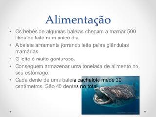 Alimentação
• Os bebês de algumas baleias chegam a mamar 500
litros de leite num único dia.
• A baleia amamenta jorrando leite pelas glândulas
mamárias.
• O leite é muito gorduroso.
• Conseguem armazenar uma tonelada de alimento no
seu estômago.
• Cada dente de uma baleia cachalote mede 20
centímetros. São 40 dentes no total.
 