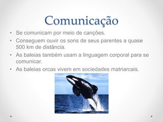 Comunicação
• Se comunicam por meio de canções.
• Conseguem ouvir os sons de seus parentes a quase
500 km de distância.
• As baleias também usam a linguagem corporal para se
comunicar.
• As baleias orcas vivem em sociedades matriarcais.
 