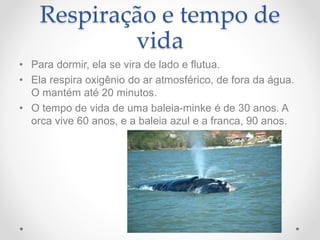 Respiração e tempo de
vida
• Para dormir, ela se vira de lado e flutua.
• Ela respira oxigênio do ar atmosférico, de fora da água.
O mantém até 20 minutos.
• O tempo de vida de uma baleia-minke é de 30 anos. A
orca vive 60 anos, e a baleia azul e a franca, 90 anos.
 