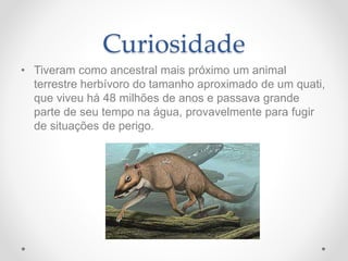Curiosidade
• Tiveram como ancestral mais próximo um animal
terrestre herbívoro do tamanho aproximado de um quati,
que viveu há 48 milhões de anos e passava grande
parte de seu tempo na água, provavelmente para fugir
de situações de perigo.
 
