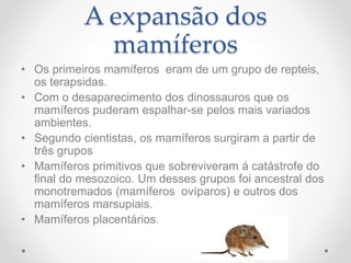 A expansão dos
mamíferos
• Os primeiros mamíferos eram de um grupo de repteis,
os terapsidas.
• Com o desaparecimento dos dinossauros que os
mamíferos puderam espalhar-se pelos mais variados
ambientes.
• Segundo cientistas, os mamíferos surgiram a partir de
três grupos
• Mamíferos primitivos que sobreviveram á catástrofe do
final do mesozoico. Um desses grupos foi ancestral dos
monotremados (mamíferos ovíparos) e outros dos
mamíferos marsupiais.
• Mamíferos placentários.
 