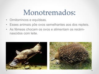 Monotremados:
• Ornitorrincos e equídeas.
• Esses animais põe ovos semelhantes aos dos repteis.
• As fêmeas chocam os ovos e alimentam os recém-
nascidos com leite.
 