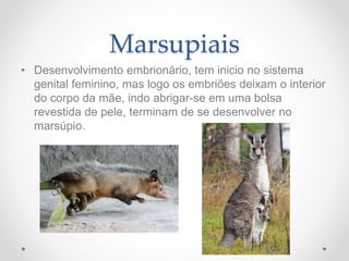 Marsupiais
• Desenvolvimento embrionário, tem inicio no sistema
genital feminino, mas logo os embriões deixam o interior
do corpo da mãe, indo abrigar-se em uma bolsa
revestida de pele, terminam de se desenvolver no
marsúpio.
 