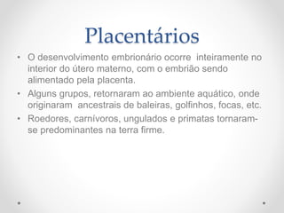 Placentários
• O desenvolvimento embrionário ocorre inteiramente no
interior do útero materno, com o embrião sendo
alimentado pela placenta.
• Alguns grupos, retornaram ao ambiente aquático, onde
originaram ancestrais de baleiras, golfinhos, focas, etc.
• Roedores, carnívoros, ungulados e primatas tornaram-
se predominantes na terra firme.
 