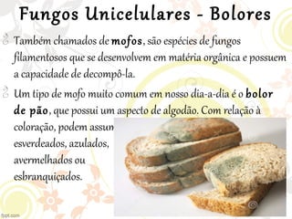 Fungos Unicelulares - Bolores

Também chamados de mofos, são espécies de fungos
filamentosos que se desenvolvem em matéria orgânica e possuem
a capacidade de decompô-la.

Um tipo de mofo muito comum em nosso dia-a-dia é o bolor
de pão, que possui um aspecto de algodão. Com relação à
coloração, podem assumir tons
esverdeados, azulados,
avermelhados ou
esbranquiçados.
 
