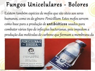 Fungos Unicelulares - Bolores

Existem também espécies de mofos que são úteis aos seres
humanos, como os do gênero Penicillium. Estes mofos servem
como base para a produção de antibióticos usados para
combater vários tipo de infecções bacterianas, pois impedem a
produção das moléculas de carbono que formam a membrana da
bactéria
 