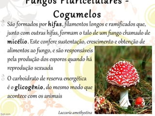 Fungos Pluricelulares -
Cogumelos

São formados por hifas, filamentos longos e ramificados que,
junto com outras hifas, formam o talo de um fungo chamado de
micélio. Este confere sustentação, crescimento e obtenção de
alimentos ao fungo, e são responsáveis
pela produção dos esporos quando há
reprodução sexuada

O carboidrato de reserva energética
é o glicogênio, do mesmo modo que
acontece com os animais
Laccaria amethystina
 