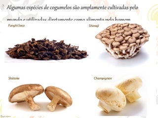  Algumas espécies de cogumelos são amplamente cultivadas pelo
mundo e utilizadas diretamente como alimento pelo homem
 
