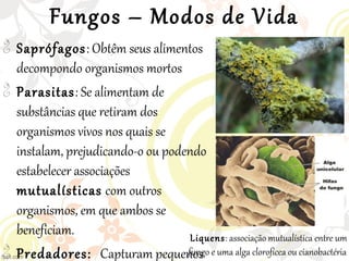 Fungos – Modos de Vida

Saprófagos: Obtêm seus alimentos
decompondo organismos mortos

Parasitas: Se alimentam de
substâncias que retiram dos
organismos vivos nos quais se
instalam, prejudicando-o ou podendo
estabelecer associações
mutualísticas com outros
organismos, em que ambos se
beneficiam.

Predadores: Capturam pequenos
Liquens: associação mutualística entre um
fungo e uma alga clorofícea ou cianobactéria
 
