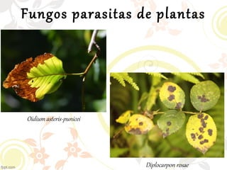 Fungos parasitas de plantas
Oidium asteris-punicei
Diplocarpon rosae
 