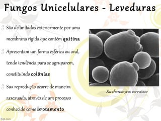  São delimitados exteriormente por uma
membrana rígida que contém quitina
 Apresentam um forma esférica ou oval,
tendo tendência para se agruparem,
constituindo colônias
 Sua reprodução ocorre de maneira
assexuada, através de um processo
conhecido como brotamento
Fungos Unicelulares - Leveduras
Saccharomyces cerevisiae
 