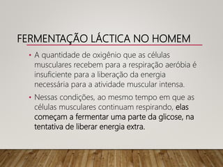 FERMENTAÇÃO LÁCTICA NO HOMEM
• A quantidade de oxigênio que as células
musculares recebem para a respiração aeróbia é
insuficiente para a liberação da energia
necessária para a atividade muscular intensa.
• Nessas condições, ao mesmo tempo em que as
células musculares continuam respirando, elas
começam a fermentar uma parte da glicose, na
tentativa de liberar energia extra.
 