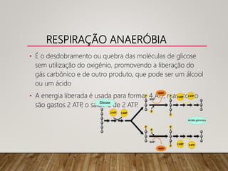 RESPIRAÇÃO ANAERÓBIA
• É o desdobramento ou quebra das moléculas de glicose
sem utilização do oxigênio, promovendo a liberação do
gás carbônico e de outro produto, que pode ser um álcool
ou um ácido
• A energia liberada é usada para formar 4 ATP, mas, como
são gastos 2 ATP, o saldo é de 2 ATP.
 