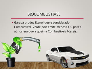 BIOCOMBUSTÍVEL
• Garapa produz Etanol que e considerado
Combustível Verde pois emite menos CO2 para a
atmosfera que a queima Combustíveis Fósseis.
 