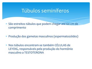 Túbulos seminíferos

São estreitos túbulos que podem chegar até 60 cm de
comprimento

Produção dos gametas masculinos (espermatozóides)

Nos túbulos encontram-se também CÉLULAS de
LEYDIG, responsáveis pela produção do hormônio
masculino a TESTOTERONA
 