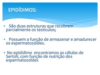  EPIDÍDIMOS:


• São duas estruturas que recobrem
 parcialmente os testículos;

• Possuem a função de armazenar e amadurecer
 os espermatozóides.

• No epidídimo encontramos as células de
 Sertoli, com função de nutrição dos
 espermatozóides
 