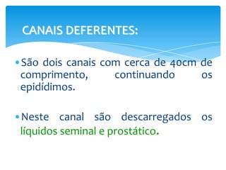    CANAIS DEFERENTES:

•São dois canais com cerca de 40cm de
 comprimento,      continuando     os
 epidídimos.

•Neste canal são descarregados os
 líquidos seminal e prostático.
 