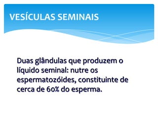 VESÍCULAS SEMINAIS



 Duas glândulas que produzem o
 líquido seminal: nutre os
 espermatozóides, constituinte de
 cerca de 60% do esperma.
 
