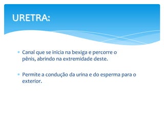 URETRA:


 Canal que se inicia na bexiga e percorre o
 pênis, abrindo na extremidade deste.

 Permite a condução da urina e do esperma para o
 exterior.
 