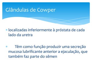 Glândulas de Cowper


 localizadas inferiormente à próstata de cada
 lado da uretra

    Têm como função produzir uma secreção
 mucosa lubrificante anterior a ejaculação, que
 também faz parte do sêmen
 
