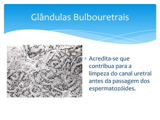 Glândulas Bulbouretrais



             Acredita-se que
             contribua para a
             limpeza do canal uretral
             antes da passagem dos
             espermatozóides.
 