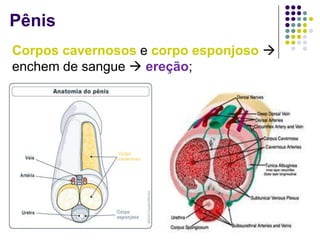 Pênis
Corpos cavernosos e corpo esponjoso 
enchem de sangue  ereção;
 