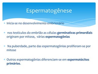 Espermatogênese
Inicia-se no desenvolvimento embrionário

nos testículos do embrião as células germinativas primordiais
originam por mitose, várias espermatogônias

Na puberdade, parte das espermatogônias proliferam-se por
mitose

Outras espermatogônias diferenciam-se em espermatócitos
primários.
 