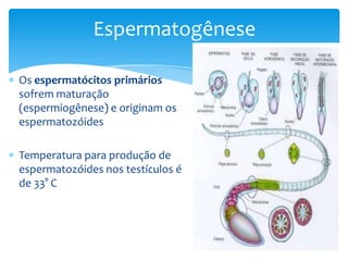 Espermatogênese

Os espermatócitos primários
sofrem maturação
(espermiogênese) e originam os
espermatozóides

Temperatura para produção de
espermatozóides nos testículos é
de 33° C
 
