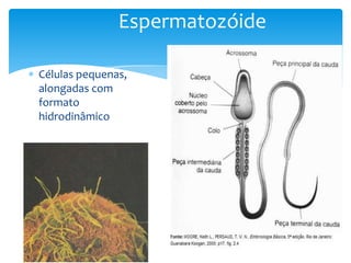 Espermatozóide

Células pequenas,
alongadas com
formato
hidrodinâmico
 