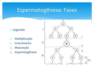 Espermatogênese: Fases


     Legenda:

1.    Multiplicação
2.    Crescimento
3.    Maturação
4.    Espermiogênese
 