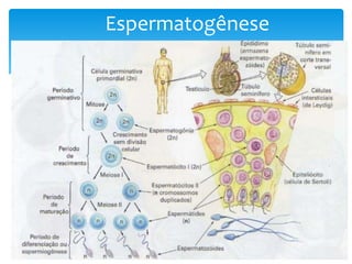Espermatogênese
 