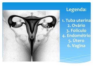 Legenda:

1. Tuba uterina
    2. Ovário
   3. Folículo
4. Endométrio
    5. Útero
    6. Vagina
 