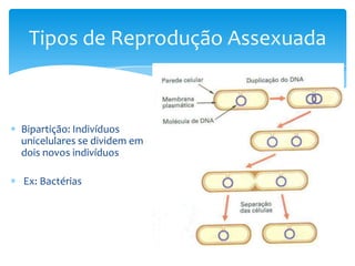 Tipos de Reprodução Assexuada



Bipartição: Indivíduos
unicelulares se dividem em
dois novos indivíduos

Ex: Bactérias
 
