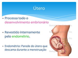 Útero

Processa todo o
desenvolvimento embrionário

Revestido internamente
pelo endométrio.

Endométrio: Parede do útero que
descama durante a menstruação
 
