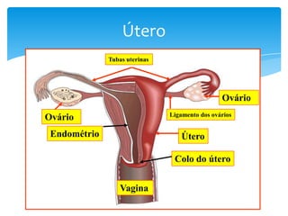 Útero
              Tubas uterinas




                                                Ovário
                               Ligamento dos ovários
Ovário
 Endométrio                       Útero

                                Colo do útero


                  Vagina
 