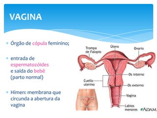 VAGINA

Órgão de cópula feminino;

entrada de
espermatozóides
e saída do bebê
(parto normal)

Hímen: membrana que
circunda a abertura da
vagina
 