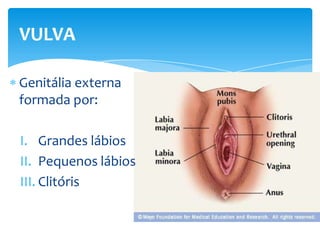 VULVA

Genitália externa
formada por:

I. Grandes lábios
II. Pequenos lábios
III. Clitóris
 