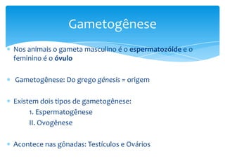 Gametogênese
Nos animais o gameta masculino é o espermatozóide e o
feminino é o óvulo

Gametogênese: Do grego génesis = origem

Existem dois tipos de gametogênese:
     1. Espermatogênese
     II. Ovogênese

Acontece nas gônadas: Testículos e Ovários
 