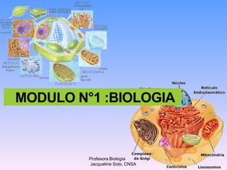 MODULO N°1 :BIOLOGIA
Profesora Biología
Jacqueline Soto, CNSA
 