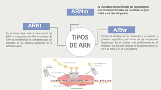 BIOLOGIA adn y arn,datos complementarios sobre este tema | PPTX