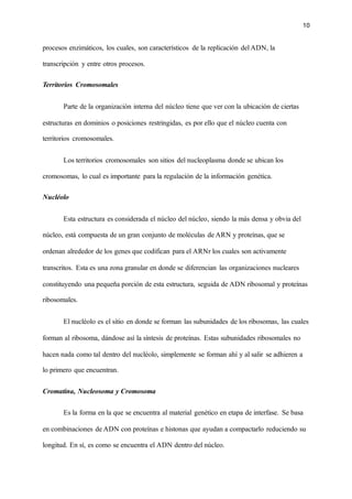 10
procesos enzimáticos, los cuales, son característicos de la replicación del ADN, la
transcripción y entre otros procesos.
Territorios Cromosomales
Parte de la organización interna del núcleo tiene que ver con la ubicación de ciertas
estructuras en dominios o posiciones restringidas, es por ello que el núcleo cuenta con
territorios cromosomales.
Los territorios cromosomales son sitios del nucleoplasma donde se ubican los
cromosomas, lo cual es importante para la regulación de la información genética.
Nucléolo
Esta estructura es considerada el núcleo del núcleo, siendo la más densa y obvia del
núcleo, está compuesta de un gran conjunto de moléculas de ARN y proteínas, que se
ordenan alrededor de los genes que codifican para el ARNr los cuales son activamente
transcritos. Esta es una zona granular en donde se diferencian las organizaciones nucleares
constituyendo una pequeña porción de esta estructura, seguida de ADN ribosomal y proteínas
ribosomales.
El nucléolo es el sitio en donde se forman las subunidades de los ribosomas, las cuales
forman al ribosoma, dándose así la síntesis de proteínas. Estas subunidades ribosomales no
hacen nada como tal dentro del nucléolo, simplemente se forman ahí y al salir se adhieren a
lo primero que encuentran.
Cromatina, Nucleosoma y Cromosoma
Es la forma en la que se encuentra al material genético en etapa de interfase. Se basa
en combinaciones de ADN con proteínas e histonas que ayudan a compactarlo reduciendo su
longitud. En sí, es como se encuentra el ADN dentro del núcleo.
 
