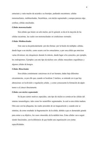 4
estructura y varía mucho de acuerdo a su fenotipo, pudiendo encontrarse: células
mononucleares, multinucleadas, bicarióticas, con núcleo segmentado y aunque parezca algo
confuso, células anucleadas.
Células mononucleadas
Son células que tienen un solo núcleo, por lo general, se da en la mayoría de las
células eucariotas, las cuales son mononucleadas en condiciones normales.
Células Multinucleadas
Este caso se da particularmente por dos formas: por la fusión de múltiples células,
dando lugar a un sincitio, como ocurre con los osteoclastos; o por una célula que atraviesa
varias divisiones sin citoquinesis durante la mitosis, dando lugar a los cenocitos, por ejemplo,
los endospermos. Ejemplos con este tipo de núcleos son: células musculares esqueléticas y
algunas células de hongos.
Células Binucleadas
Son células comúnmente cancerosas en el ser humano, dadas bajo diferentes
circunstancias, es por ello que, cuando se localizan 2 núcleos, se entiende en si que hay
alteraciones en la división o regulación celular, y como consecuente la formación de algún
tumor o el cáncer directamente.
Células con núcleo segmentado
Se da por ciertos motivos especiales, este tipo de núcleo es común en las células del
sistema inmunológico, tales como los neutrófilos segmentados, la cual es una célula madura.
Otro caso son las plaquetas, las cuales proceden de un megacariocito y cuando este se
sintetiza, da como resultado la fragmentación de la célula, debido a que es demasiado grande
para entrar a su objetivo, los vasos sinusoides de la médula ósea. Estas células van a seguir
siendo funcionales, con la diferencia de que tendrá una organización con ciertas
especificidades.
 