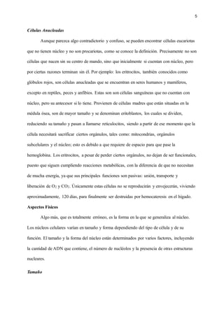 5
Células Anucleadas
Aunque parezca algo contradictorio y confuso, se pueden encontrar células eucariotas
que no tienen núcleo y no son procariotas, como se conoce la definición. Precisamente no son
células que nacen sin su centro de mando, sino que inicialmente si cuentan con núcleo, pero
por ciertas razones terminan sin él. Por ejemplo: los eritrocitos, también conocidos como
glóbulos rojos, son células anucleadas que se encuentran en seres humanos y mamíferos,
excepto en reptiles, peces y anfibios. Estas son son células sanguíneas que no cuentan con
núcleo, pero su antecesor si lo tiene. Provienen de células madres que están situadas en la
médula ósea, son de mayor tamaño y se denominan eritoblastos, los cuales se dividen,
reduciendo su tamaño y pasan a llamarse reticulocitos, siendo a partir de ese momento que la
célula necesitará sacrificar ciertos orgánulos, tales como: mitocondrias, orgánulos
subcelulares y el núcleo; esto es debido a que requiere de espacio para que pase la
hemoglobina. Los eritrocitos, a pesar de perder ciertos orgánulos, no dejan de ser funcionales,
puesto que siguen cumpliendo reacciones metabólicas, con la diferencia de que no necesitan
de mucha energía, ya que sus principales funciones son pasivas: unión, transporte y
liberación de O2 y CO2. Únicamente estas células no se reproducirán y envejecerán, viviendo
aproximadamente, 120 días, para finalmente ser destruidas por hemocateresis en el hígado.
Aspectos Físicos
Algo más, que es totalmente erróneo, es la forma en la que se generaliza al núcleo.
Los núcleos celulares varían en tamaño y forma dependiendo del tipo de célula y de su
función. El tamaño y la forma del núcleo están determinados por varios factores, incluyendo
la cantidad de ADN que contiene, el número de nucléolos y la presencia de otras estructuras
nucleares.
Tamaño
 